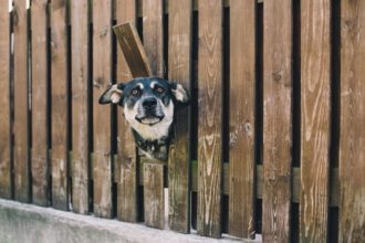 The Best Pet Fences