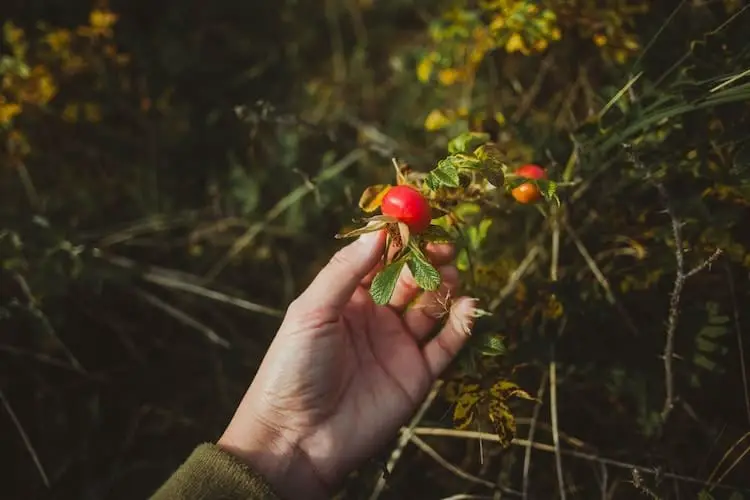 Person picking fresh, wild berries