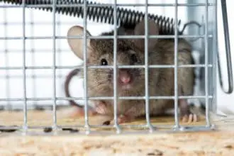How to Get Rid of Mice in the House (in 8 Steps)